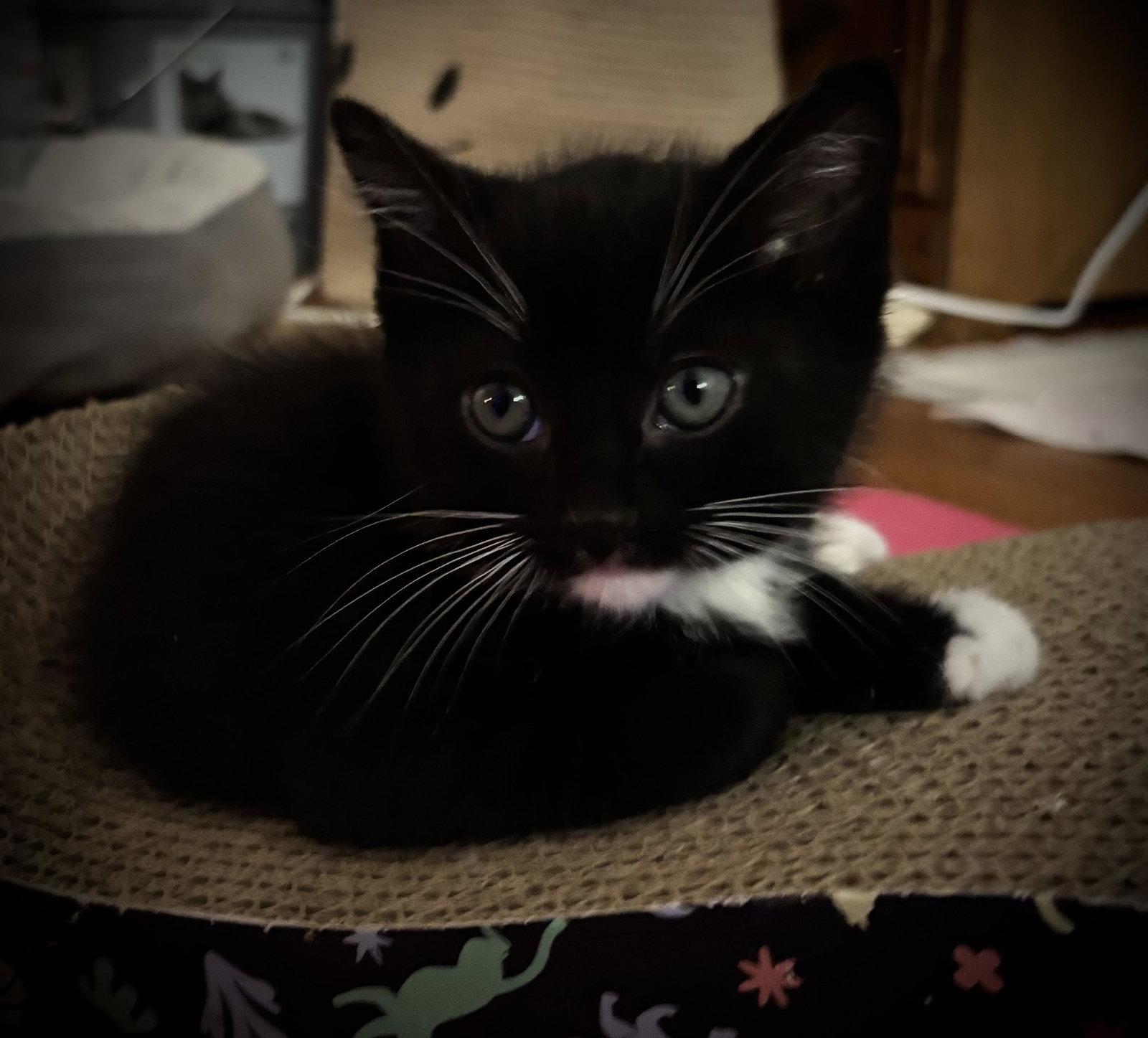 Enlarge Bender, a Adoptable Domestic Short Hair in Seal Beach, CA image 3/3