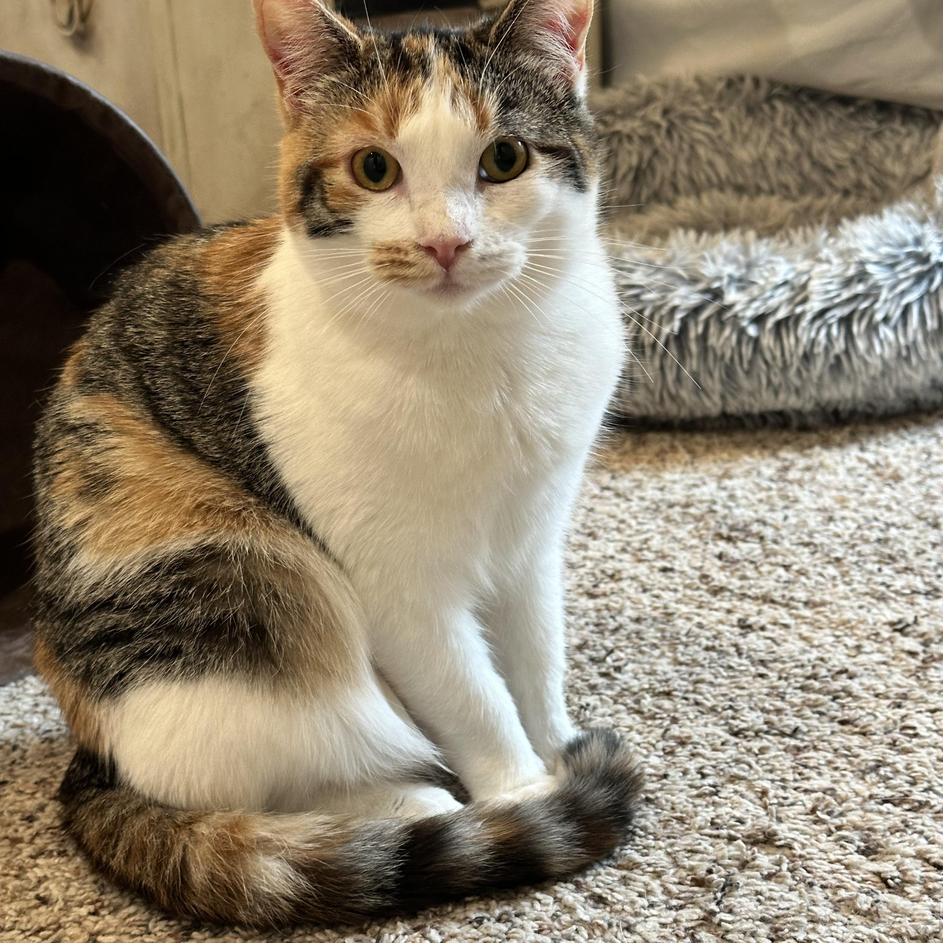 Phoebe, Adoptable, Kitten Female Domestic Short Hair.