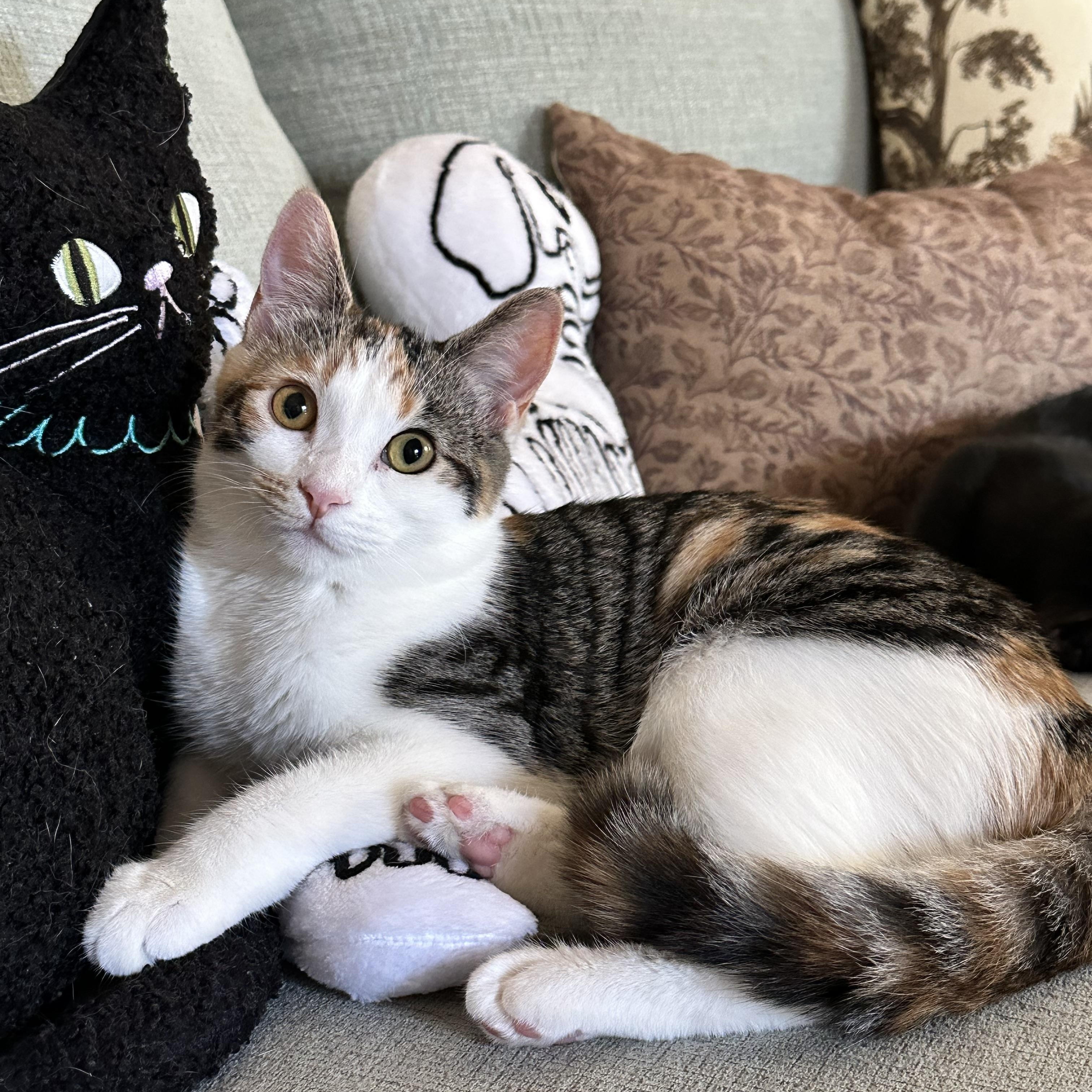 Enlarge Phoebe, a Adoptable Domestic Short Hair in Visalia, CA image 1/3