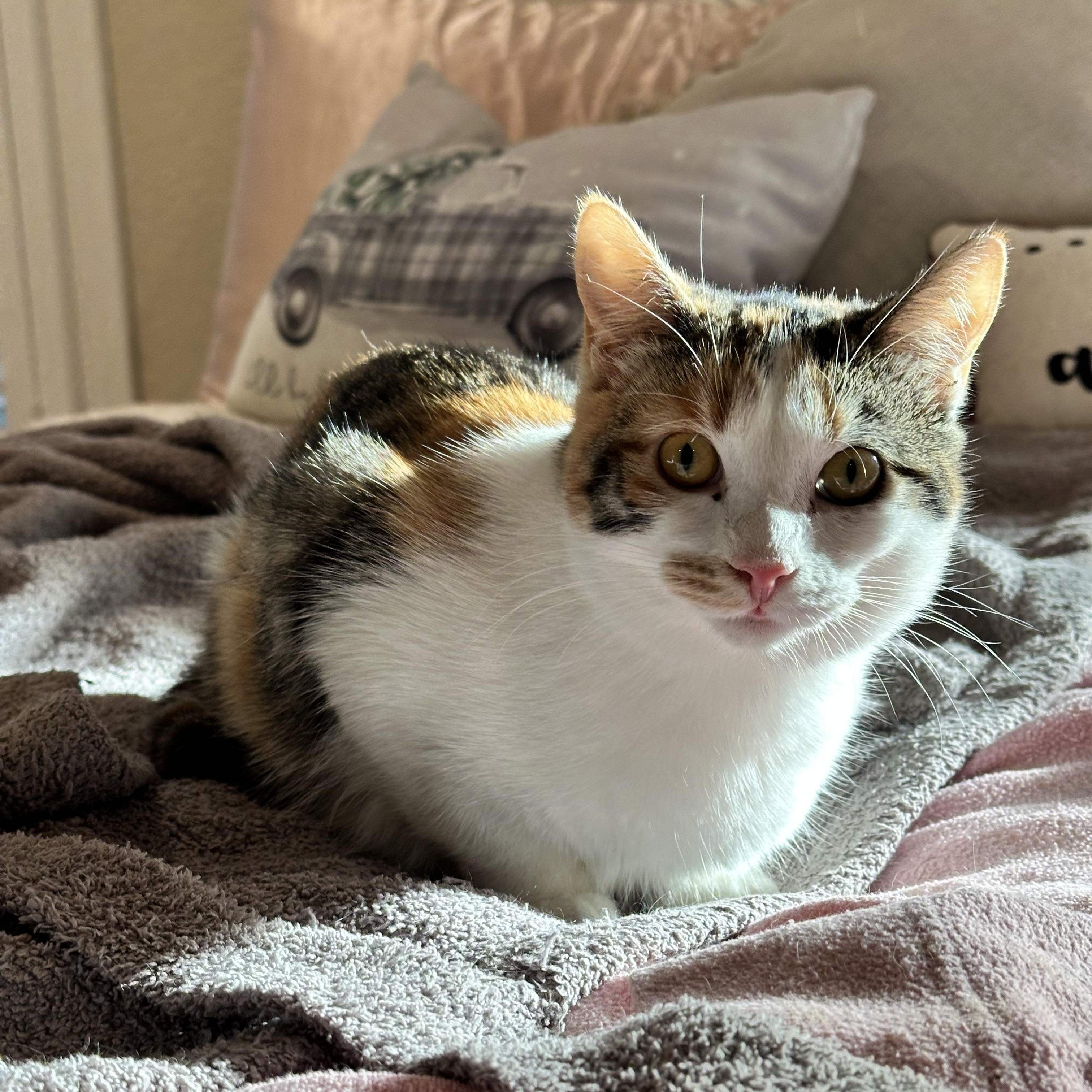 Enlarge Phoebe, a Adoptable Domestic Short Hair in Visalia, CA image 5/6