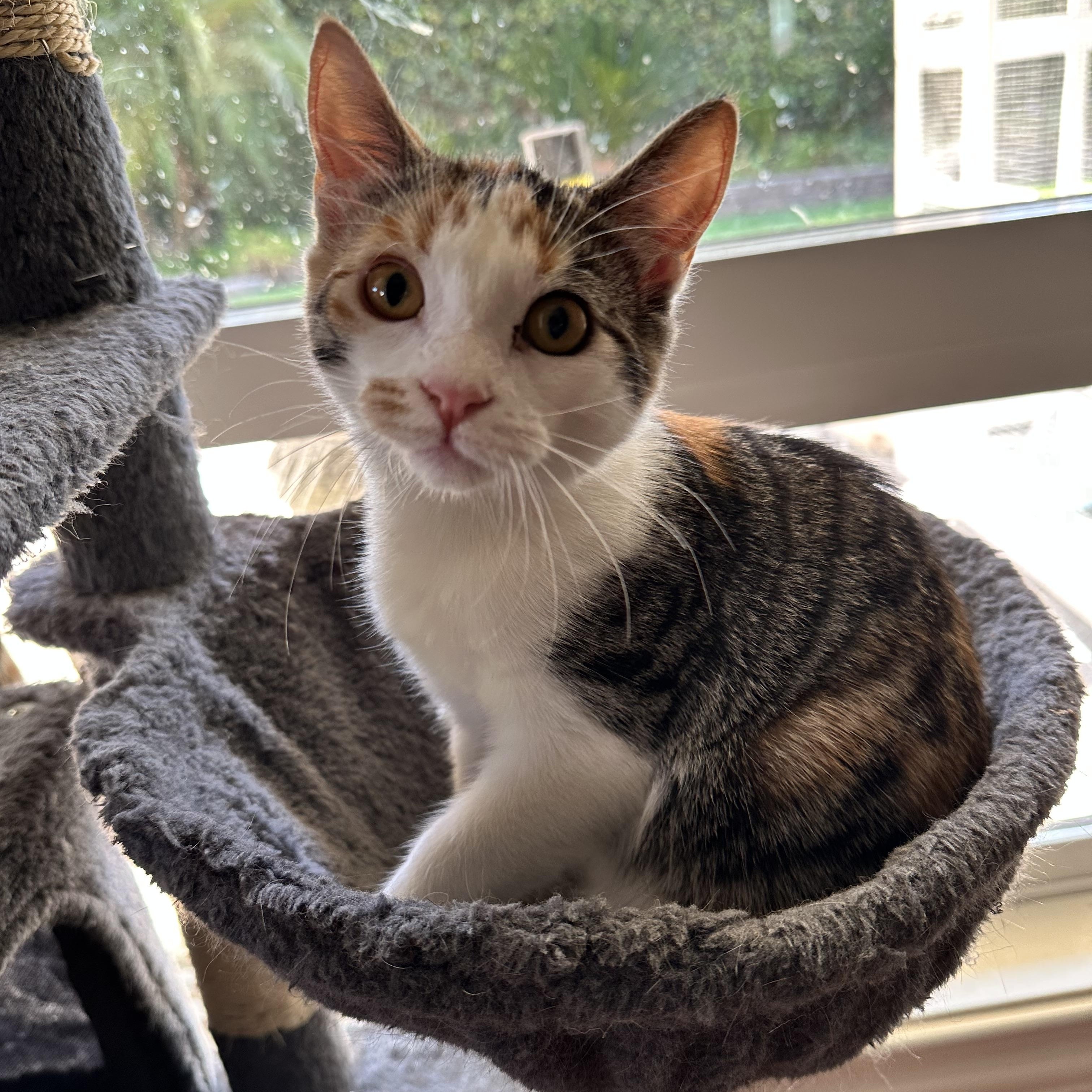 Phoebe, Adoptable, Kitten Female Domestic Short Hair.