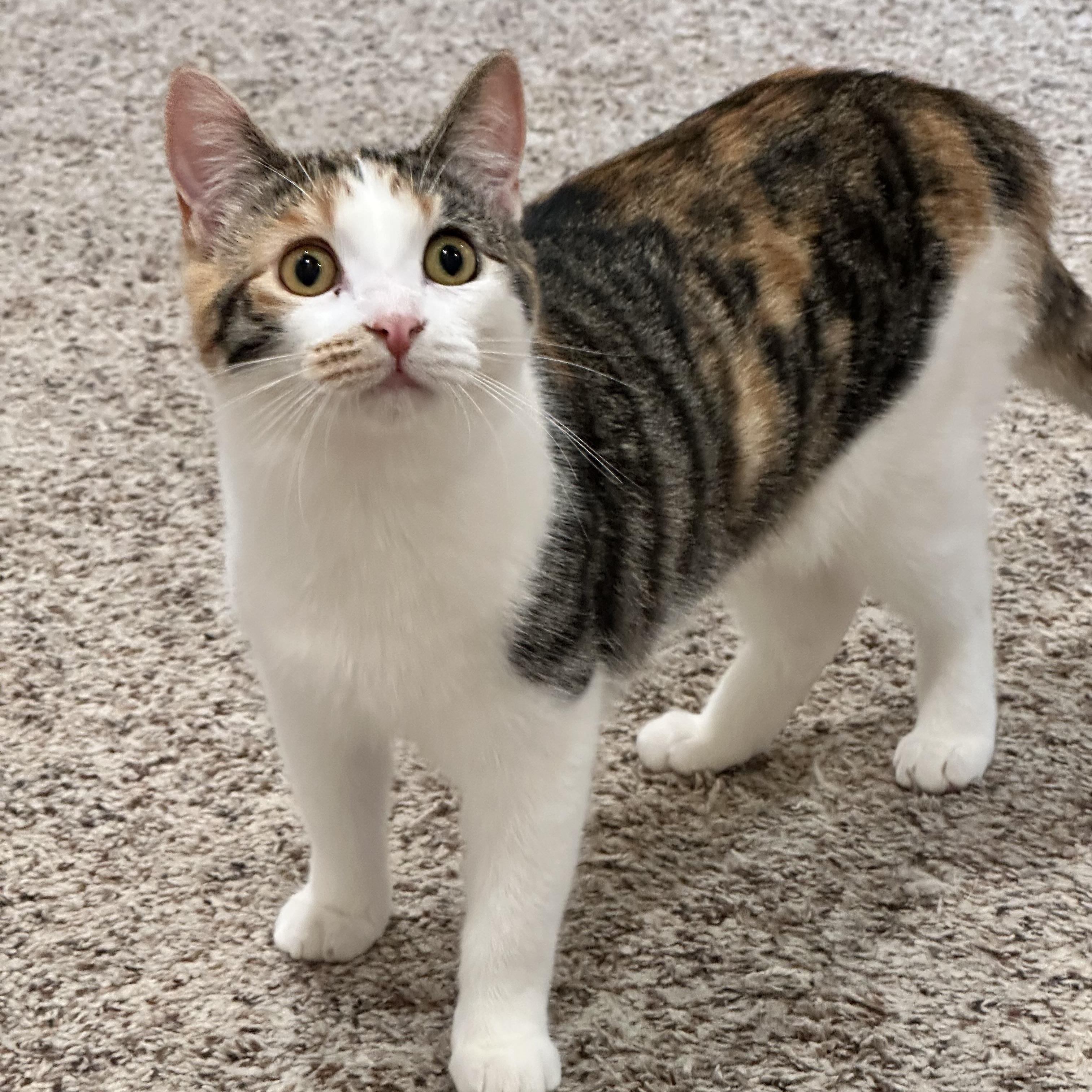 Enlarge Phoebe, a Adoptable Domestic Short Hair in Visalia, CA image 3/6