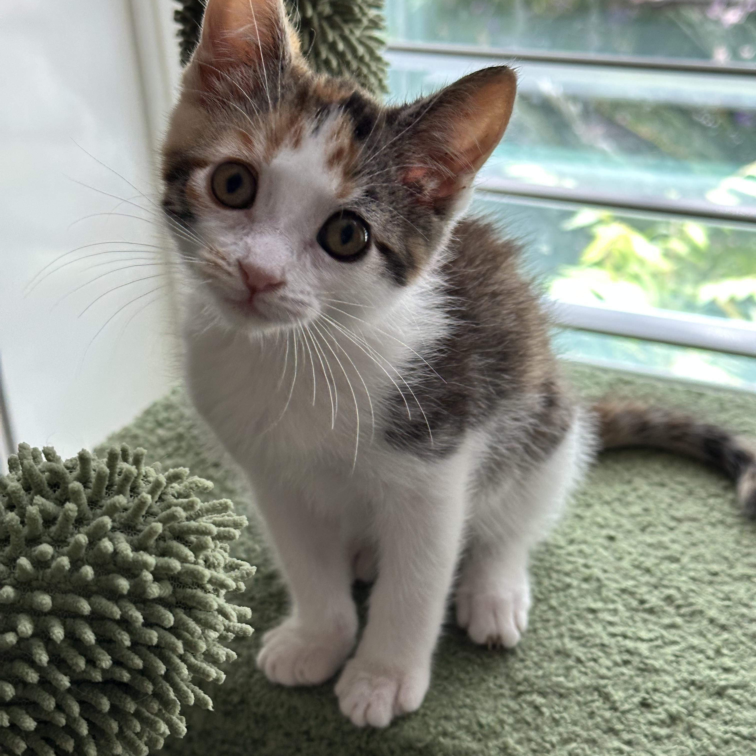 Enlarge Phoebe, a Adoptable Domestic Short Hair in Visalia, CA image 3/3