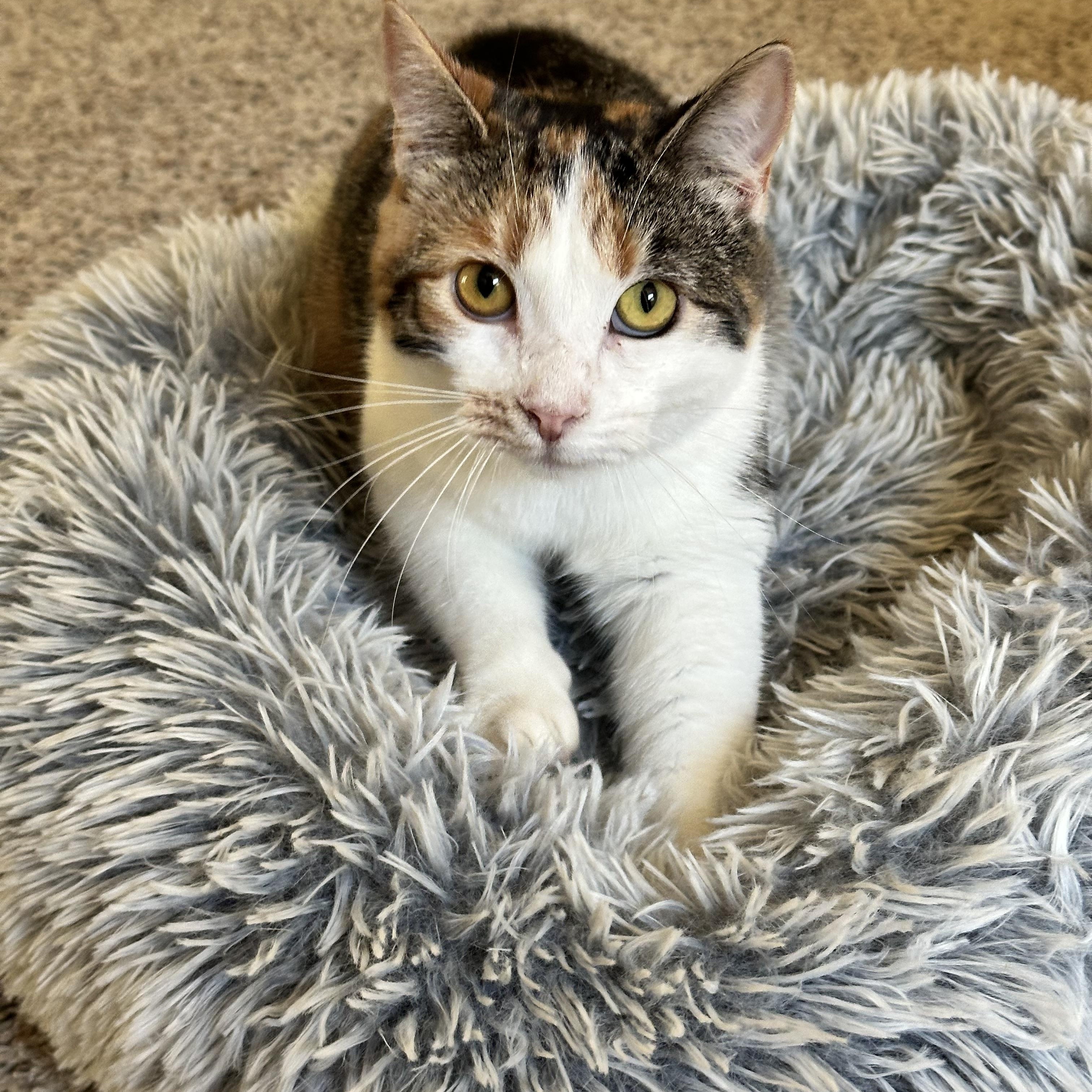 Enlarge Phoebe, a Adoptable Domestic Short Hair in Visalia, CA image 4/6