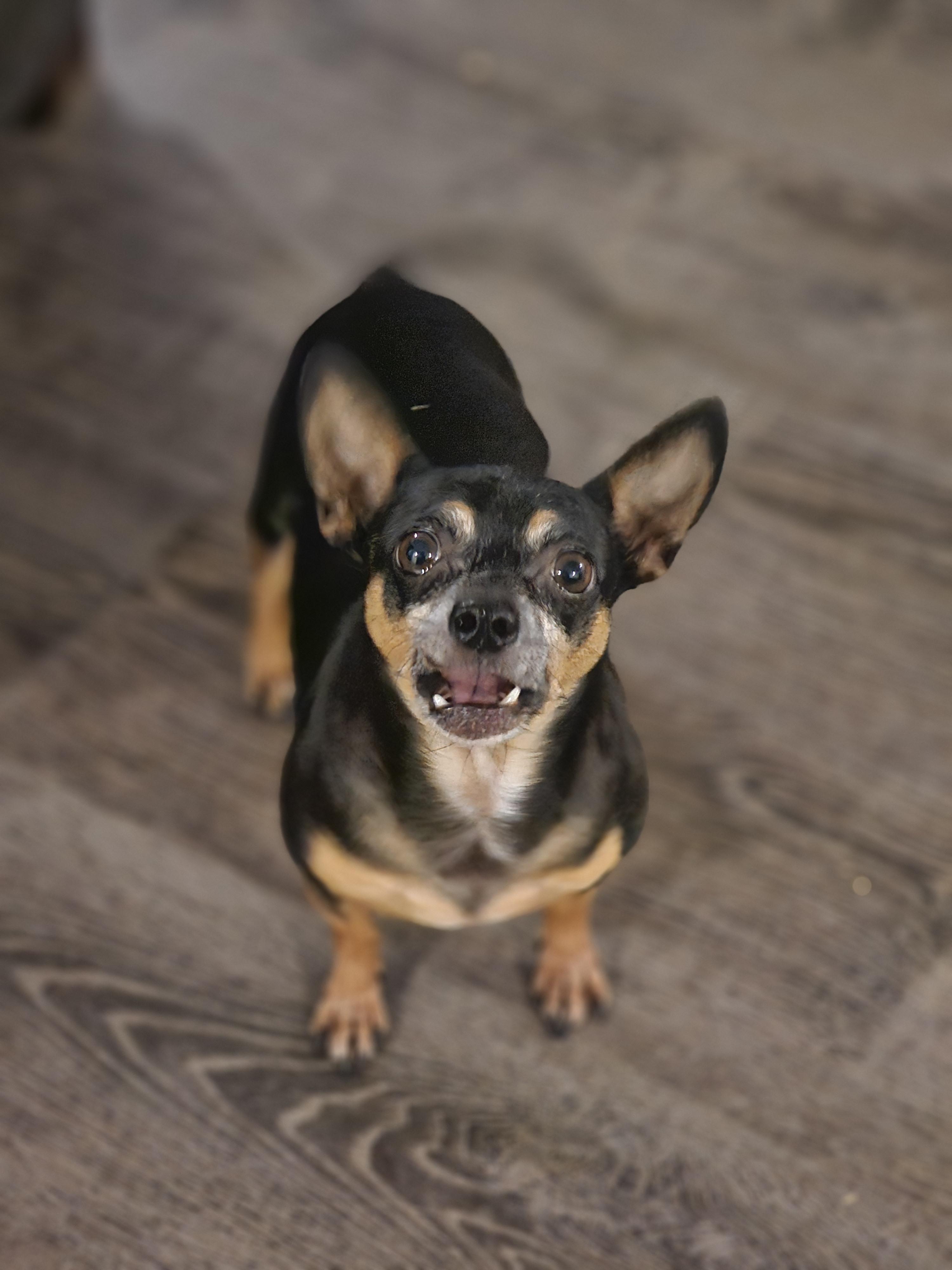 Enlarge Hunter, a Adoptable Chihuahua in Mesa, AZ image 2/3