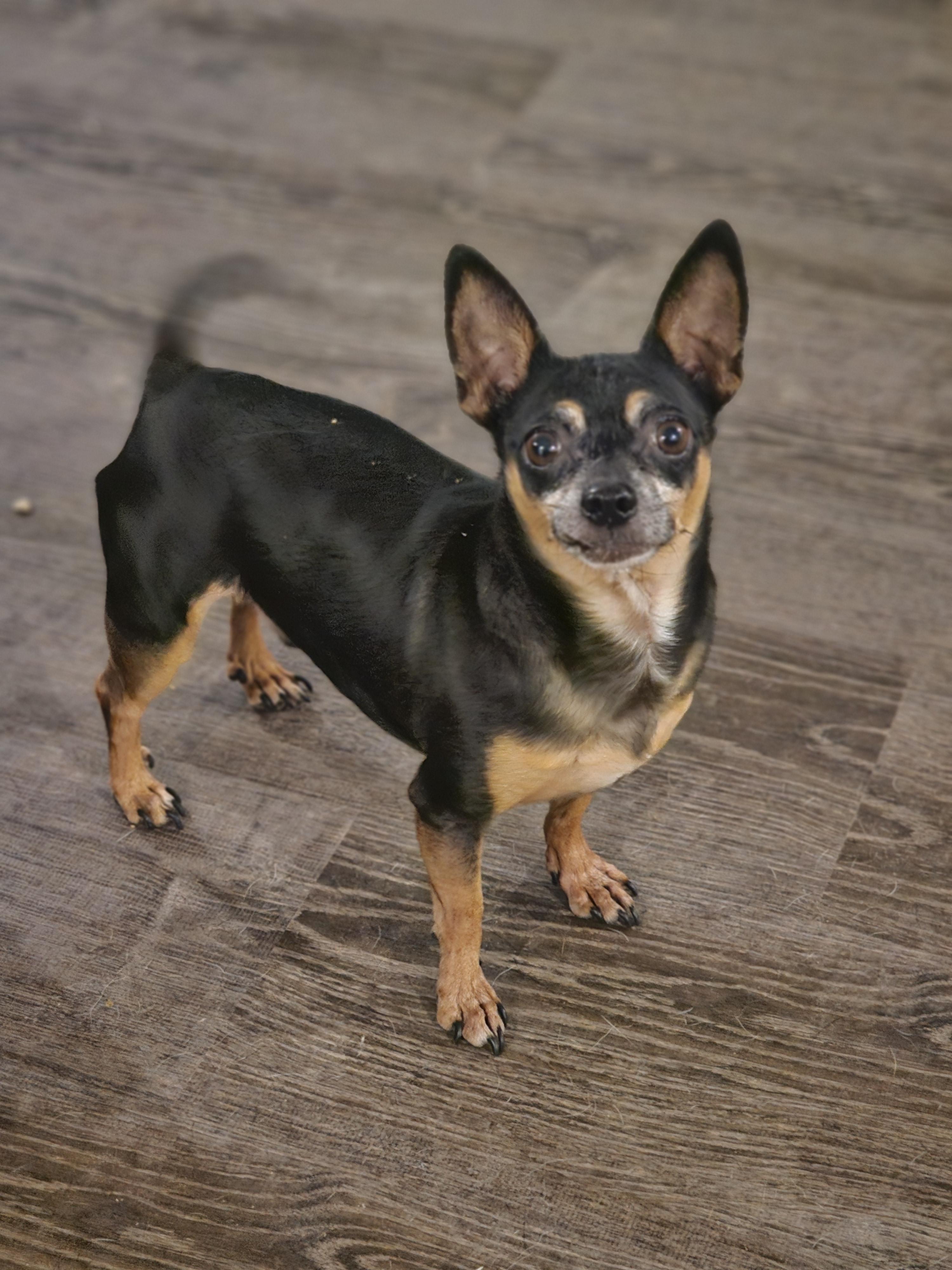 Enlarge Hunter, a Adoptable Chihuahua in Mesa, AZ image 3/3
