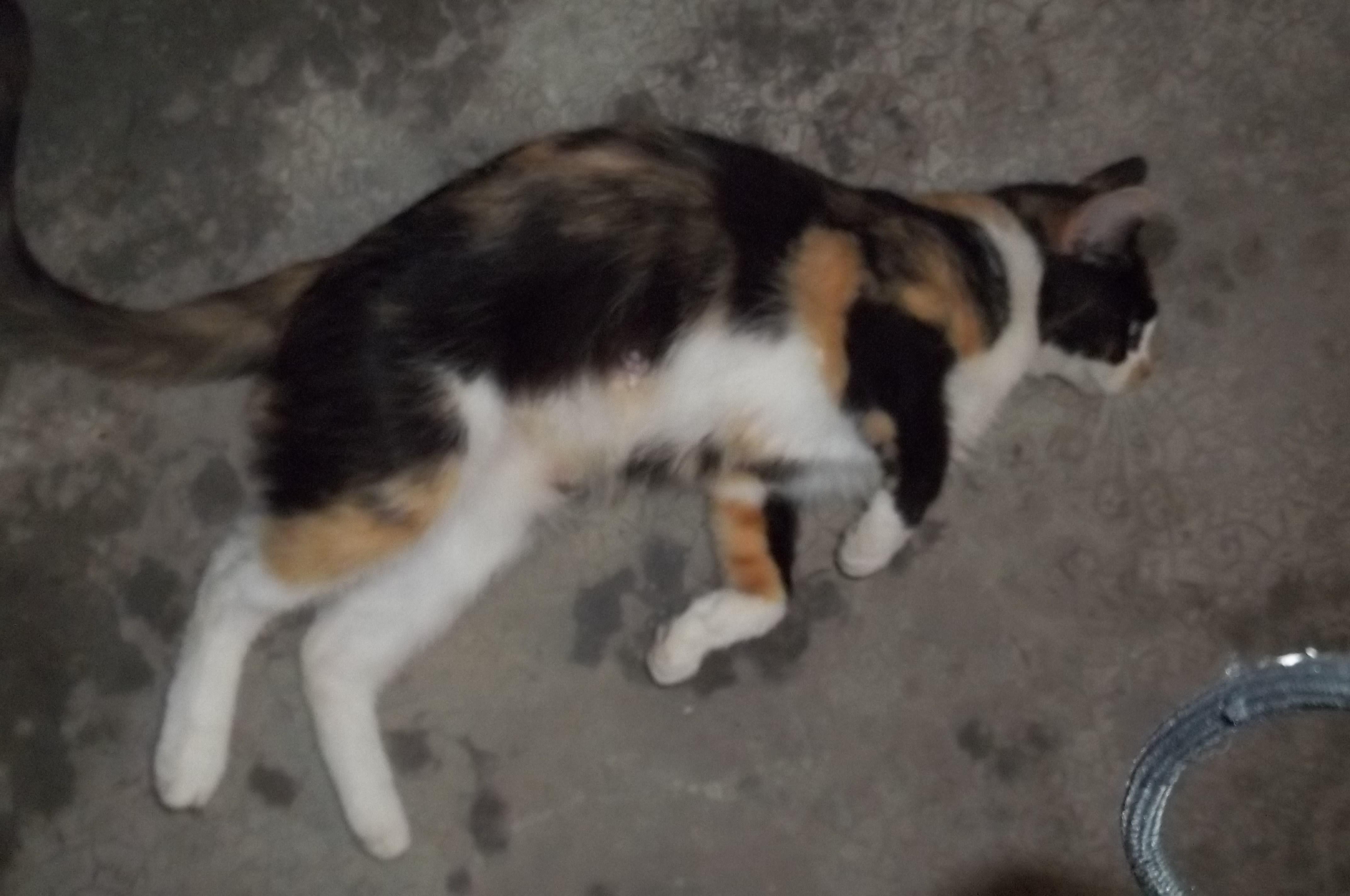 Enlarge Kit Kat, a Adopted Domestic Short Hair in Mount Pleasant, PA image 2/4