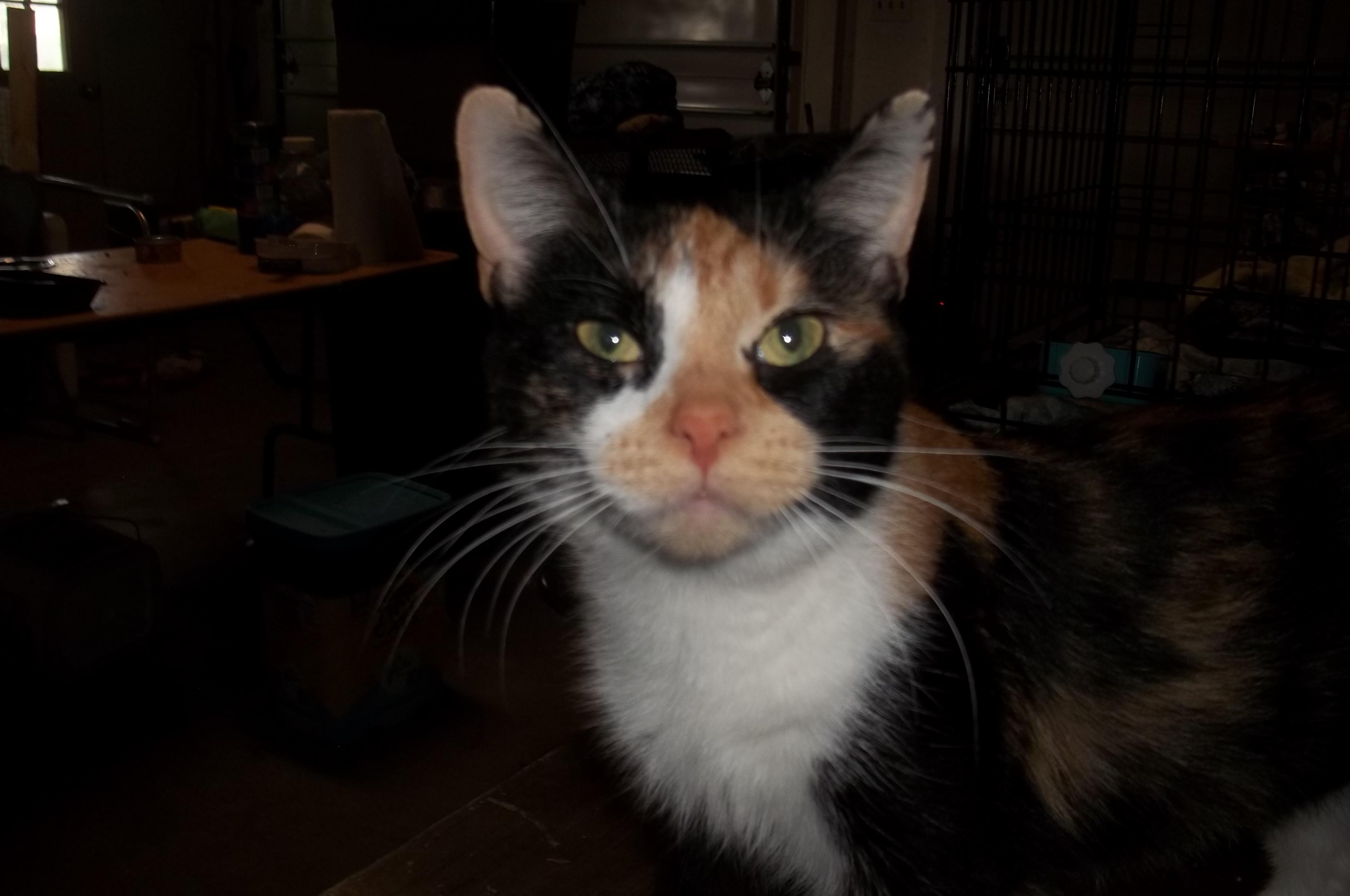 Enlarge Kit Kat, a Adopted Domestic Short Hair in Mount Pleasant, PA image 4/4