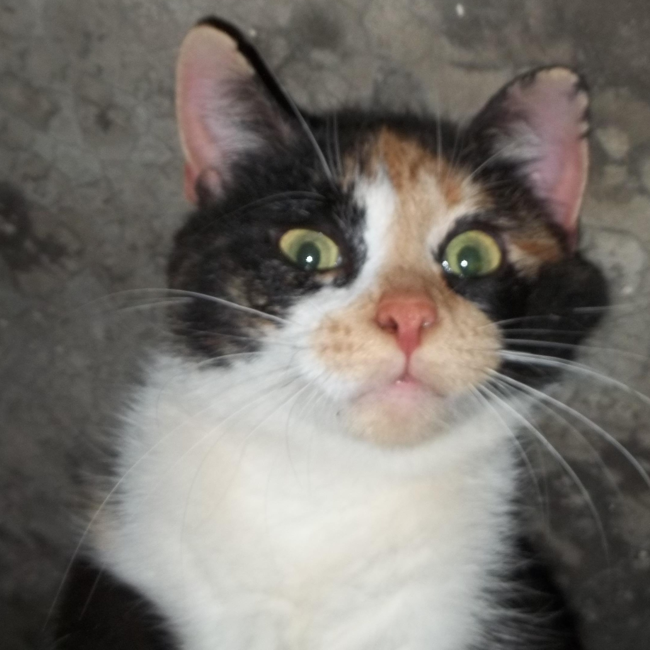 Enlarge Kit Kat, a Adopted Domestic Short Hair in Mount Pleasant, PA image 3/4