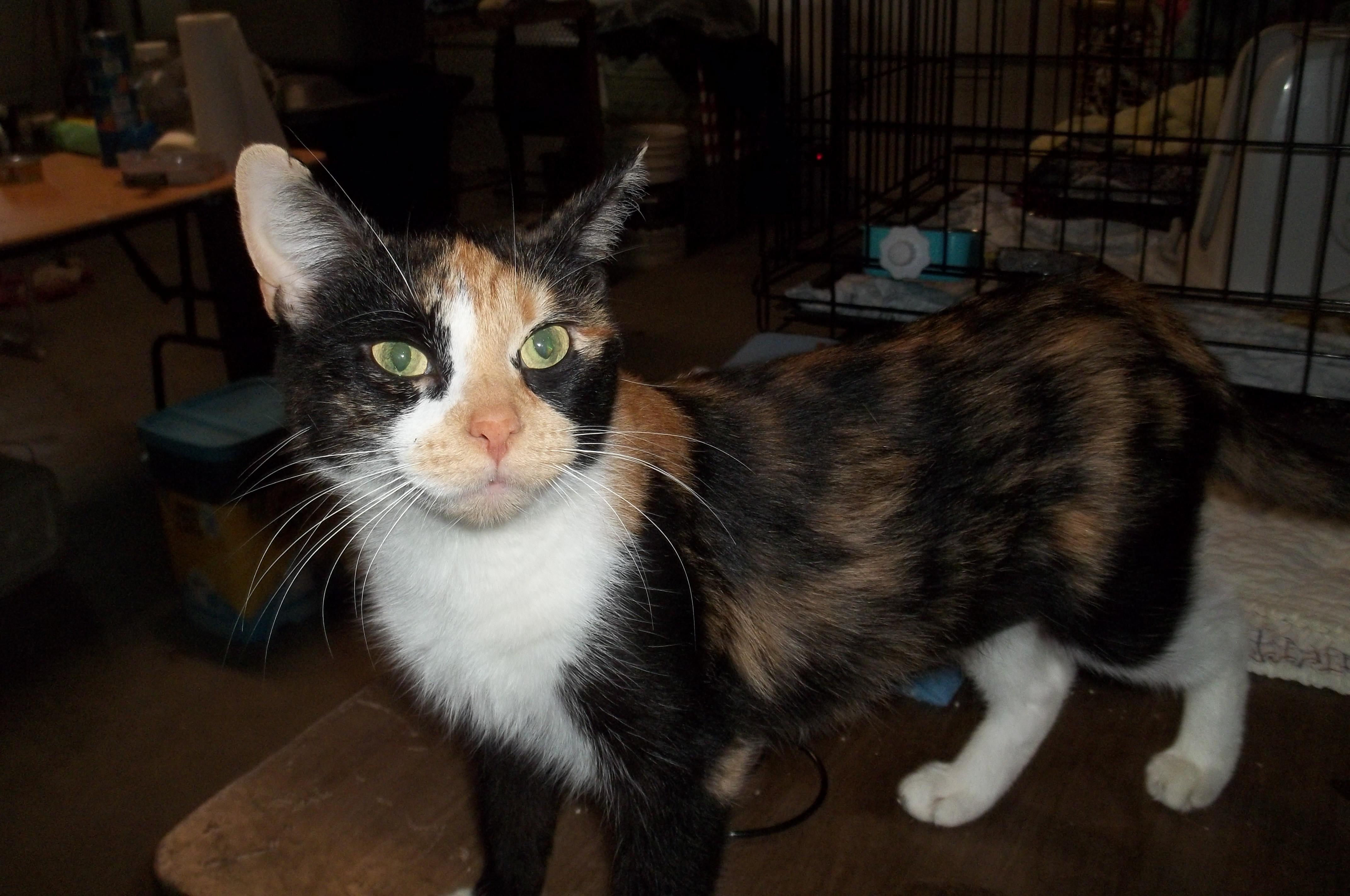 Kit Kat, Adopted, Young Female Domestic Short Hair.