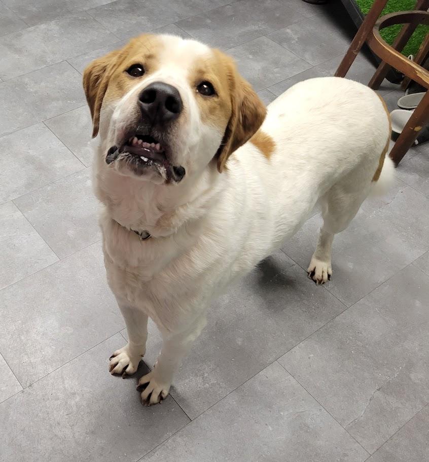 Koda, ADOPTABLE, Adult Male Great Pyrenees.