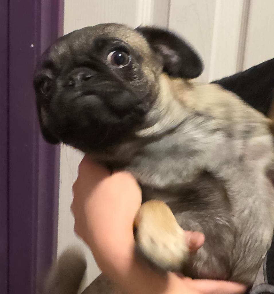 Enlarge Buttercup, a Adoptable mixed breed in Fort Stockton, TX image 1/1