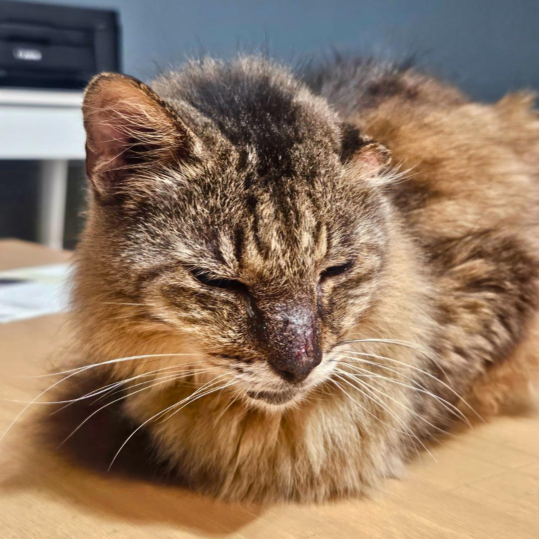 Enlarge Mikey – Age 8-Your New Best Friend (No, Seriously — He’ll Call You Over), a Adopted mixed breed in Temple Terrace, FL image 1/6