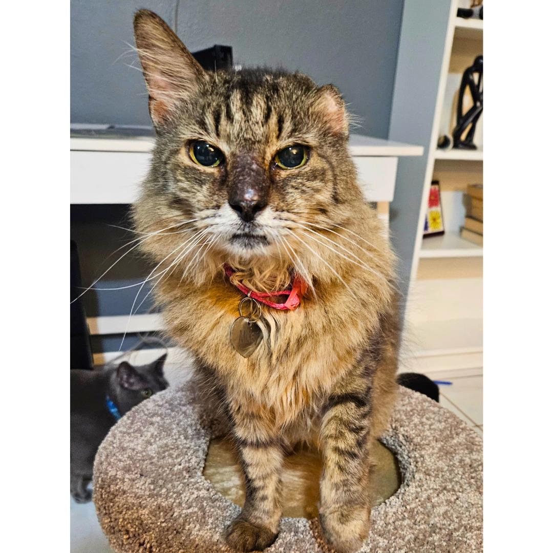 Enlarge Mikey – Age 8-Your New Best Friend (No, Seriously — He’ll Call You Over), a Adopted mixed breed in Temple Terrace, FL image 2/6