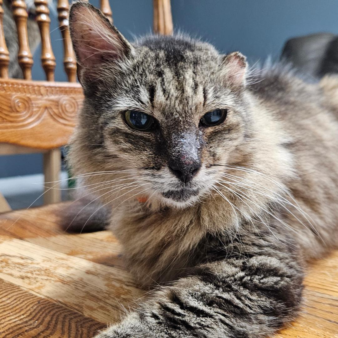 Enlarge Mikey – Age 8-Your New Best Friend (No, Seriously — He’ll Call You Over), a Adopted mixed breed in Temple Terrace, FL image 3/6