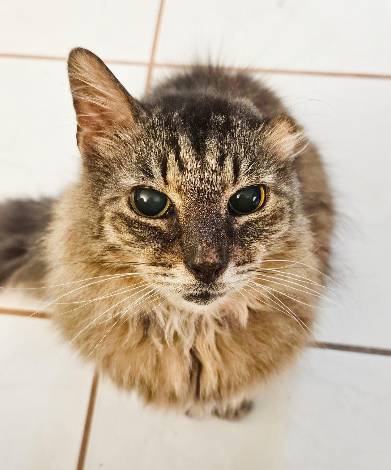 Enlarge Mikey – Age 8-Your New Best Friend (No, Seriously — He’ll Call You Over), a Adopted mixed breed in Temple Terrace, FL image 4/6