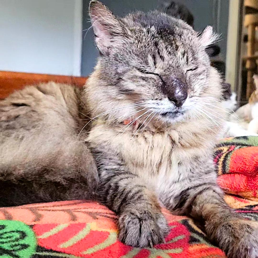 Enlarge Mikey – Age 8-Your New Best Friend (No, Seriously — He’ll Call You Over), a Adopted mixed breed in Temple Terrace, FL image 5/6