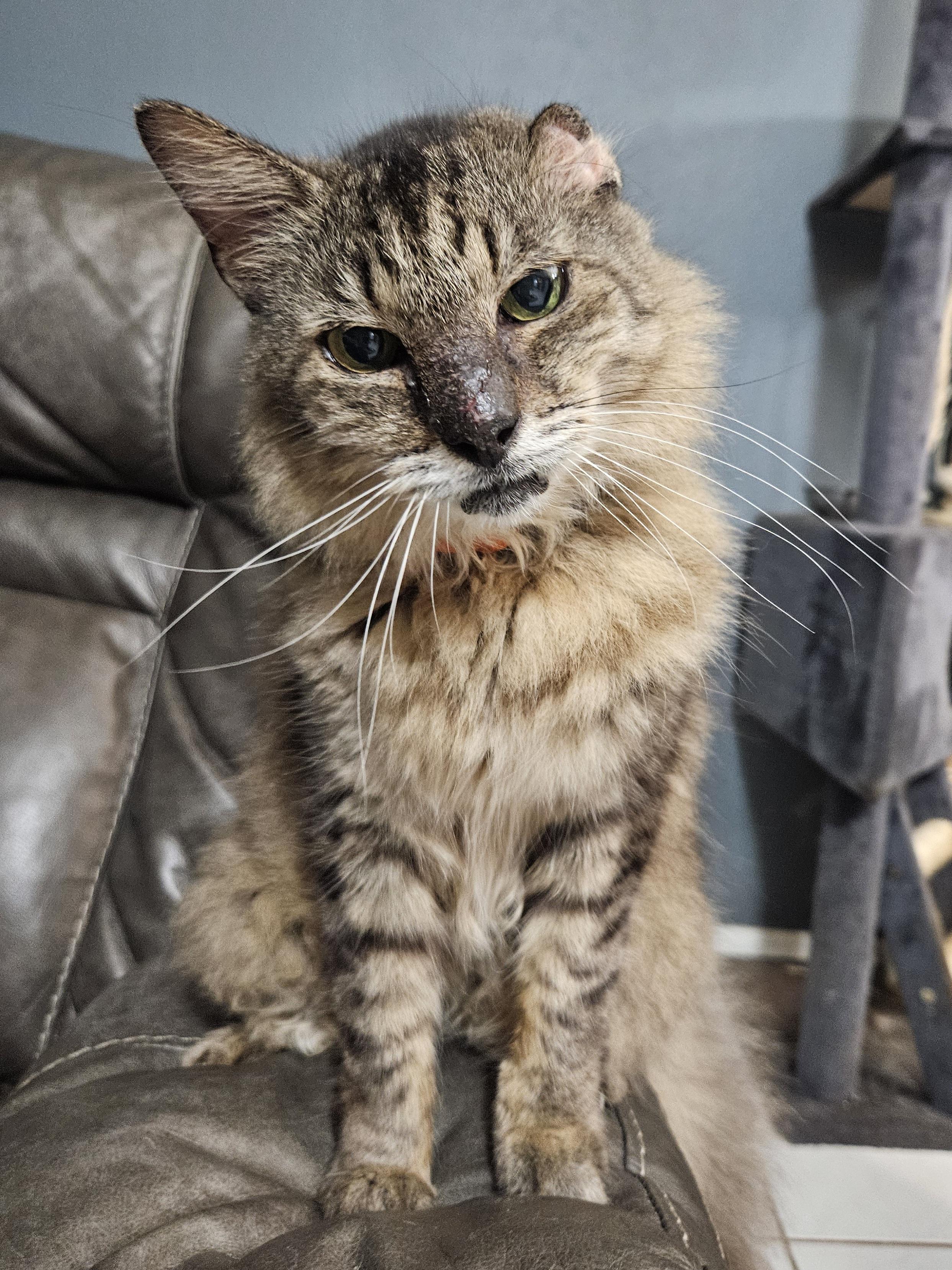Enlarge Mikey – Age 8-Your New Best Friend (No, Seriously — He’ll Call You Over), a Adopted mixed breed in Temple Terrace, FL image 6/6