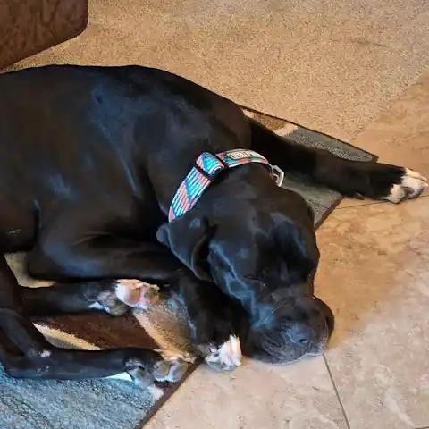 Enlarge Everest, a ADOPTABLE mixed breed in Mesa, AZ image 2/5