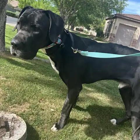 Enlarge Everest, a ADOPTABLE mixed breed in Mesa, AZ image 5/5