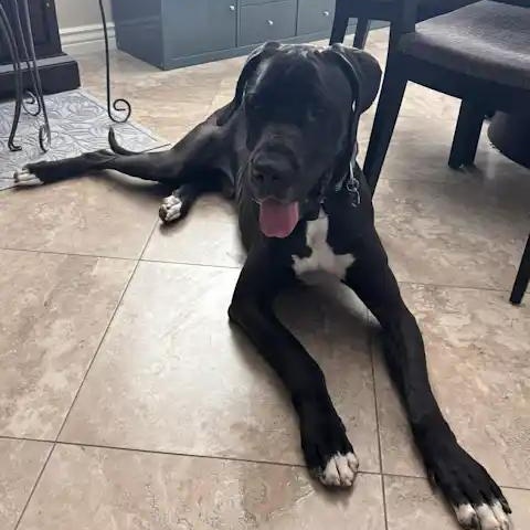 Enlarge Everest, a ADOPTABLE mixed breed in Mesa, AZ image 4/5