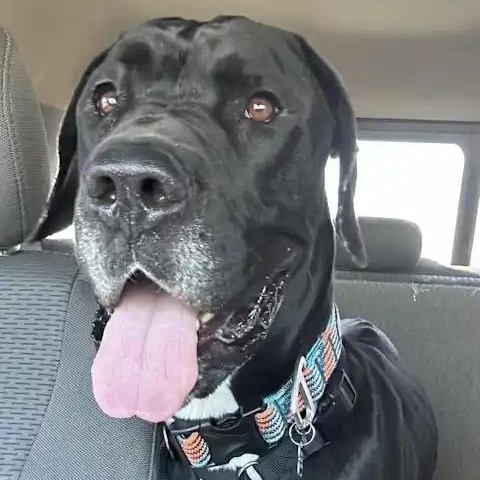 Everest, ADOPTABLE, Adult Male Great Dane & Mastiff.