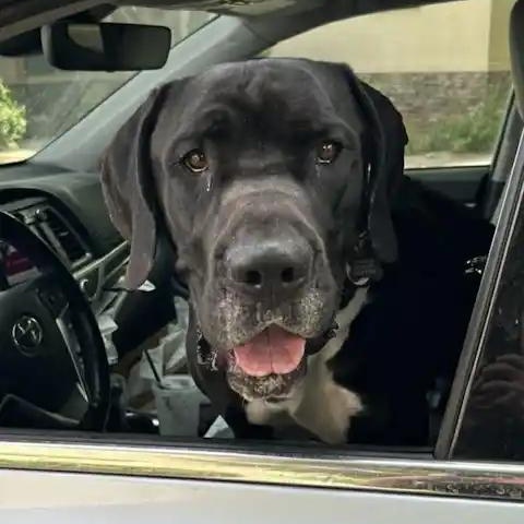 Enlarge Everest, a ADOPTABLE mixed breed in Mesa, AZ image 3/5