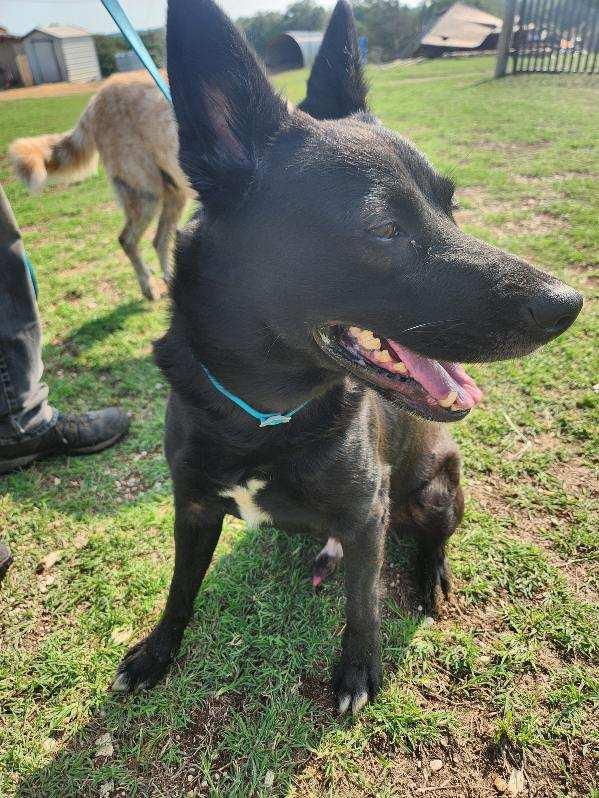 Enlarge Hot Rod, a Adoptable German Shepherd Dog in Dale, TX image 1/6