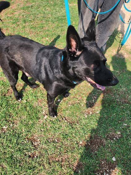 Enlarge Hot Rod, a Adoptable German Shepherd Dog in Dale, TX image 3/6