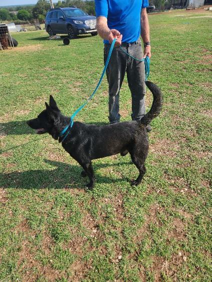 Enlarge Hot Rod, a Adoptable German Shepherd Dog in Dale, TX image 4/6