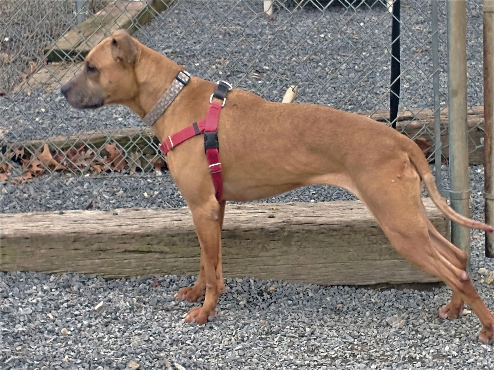 Violet, a Adoptable mixed breed in Berkeley Springs, WV image 2/6