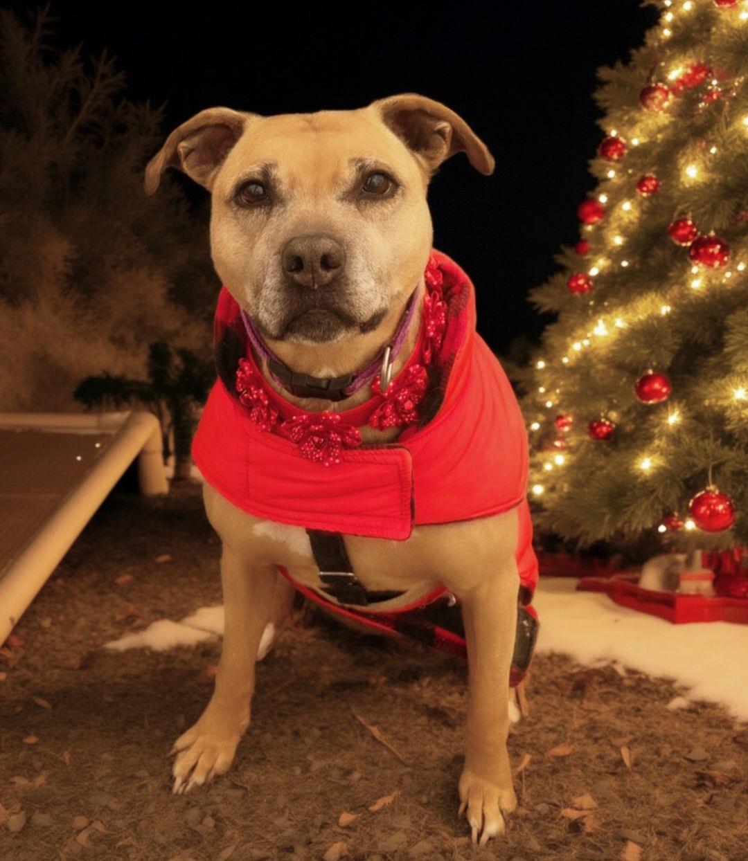 Enlarge Violet, a Adoptable mixed breed in Berkeley Springs, WV image 1/6