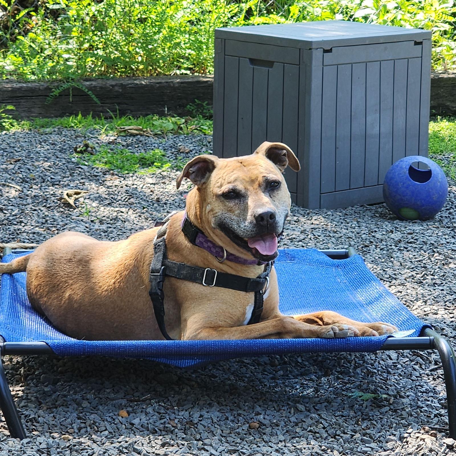 Violet, Adoptable, Senior Female Black Mouth Cur & Rhodesian Ridgeback.