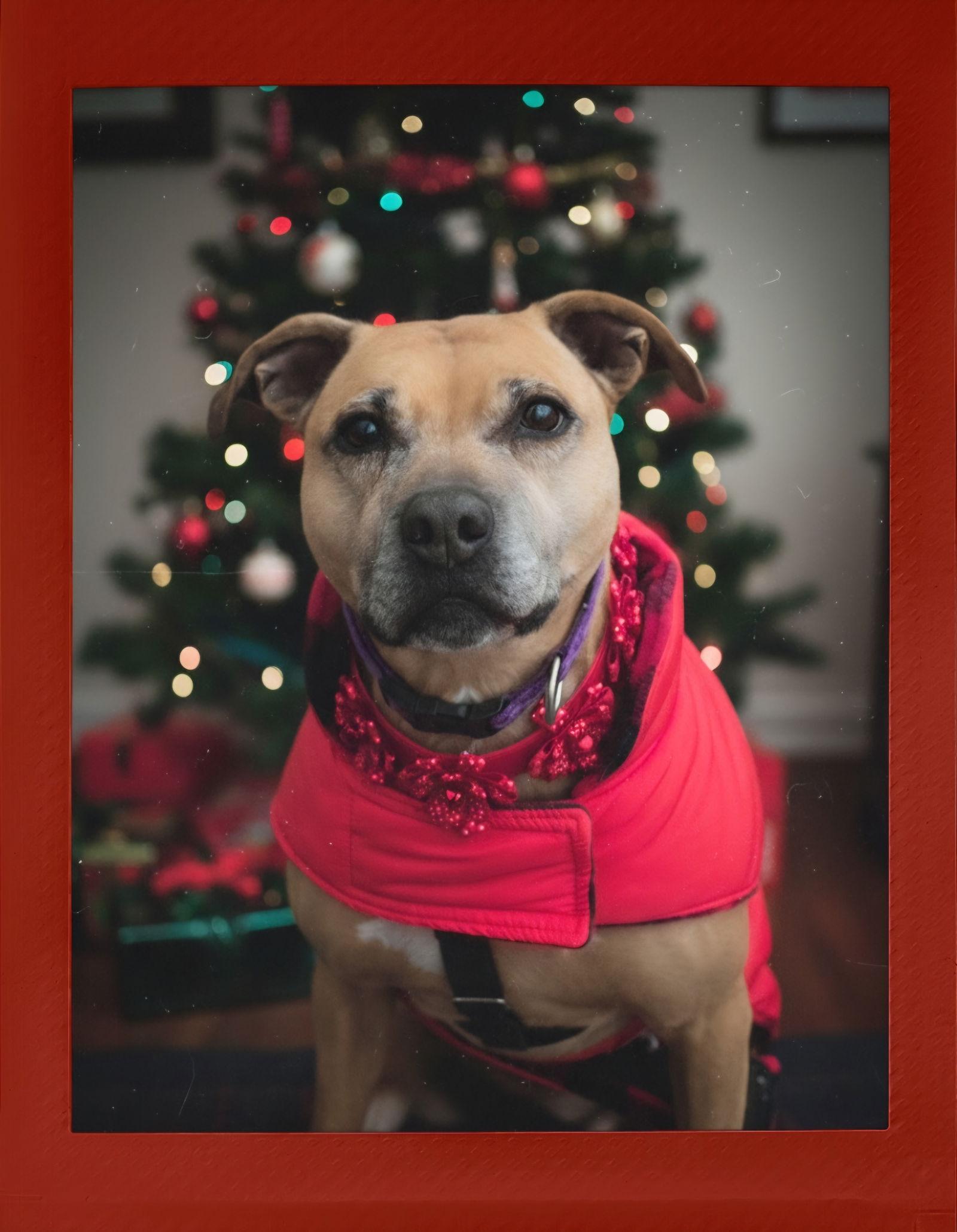 Enlarge Violet, a Adoptable mixed breed in Berkeley Springs, WV image 3/6