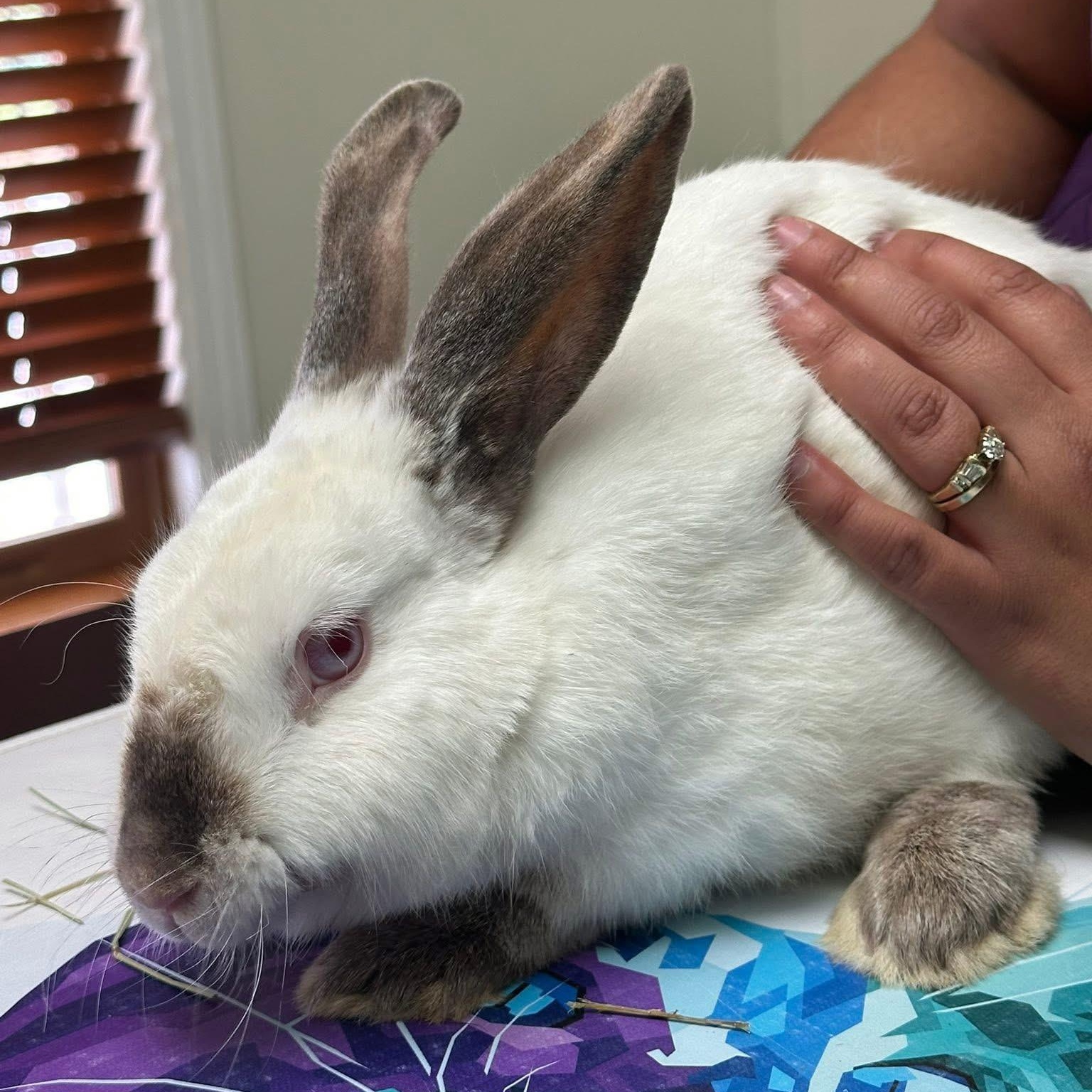 Hoptimus Prime $85, Young Male unknown