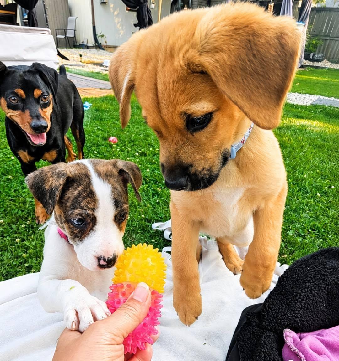 Enlarge Cordelia, an adopted Mixed Breed in Woodstock, ON image 3/6