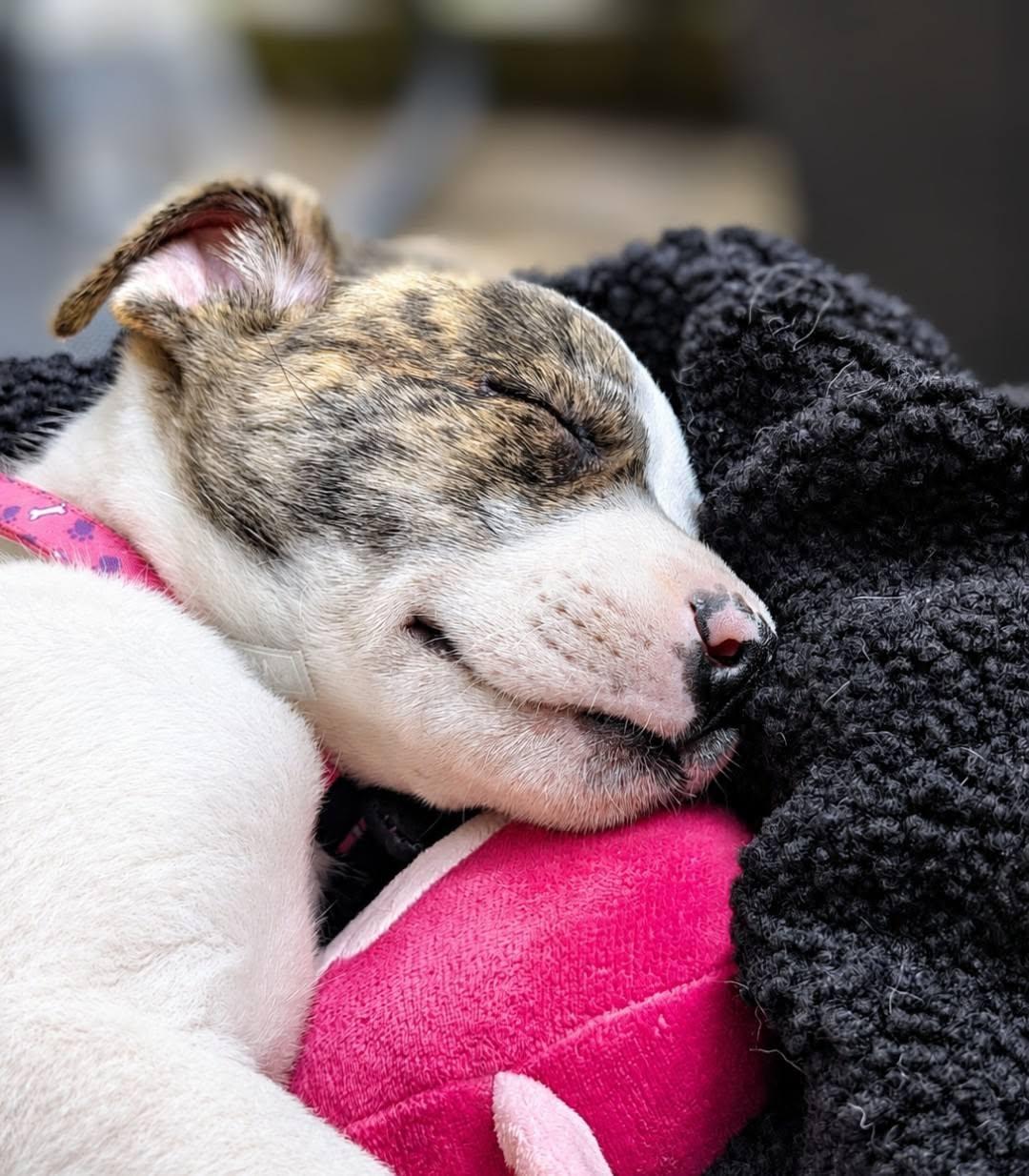 Enlarge Cordelia, an adopted Mixed Breed in Woodstock, ON image 6/6