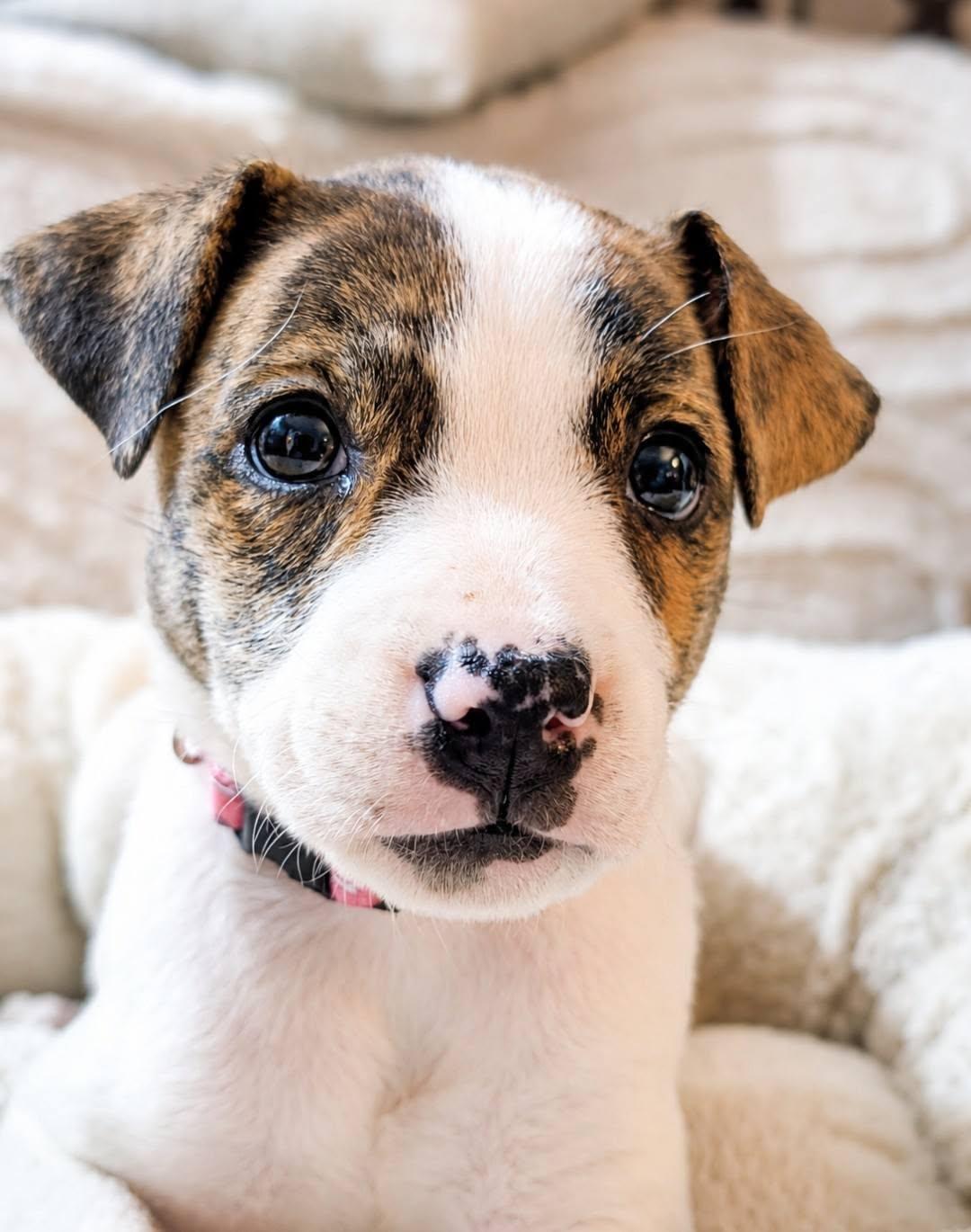 Cordelia, adopted, Puppy Female Mixed Breed.