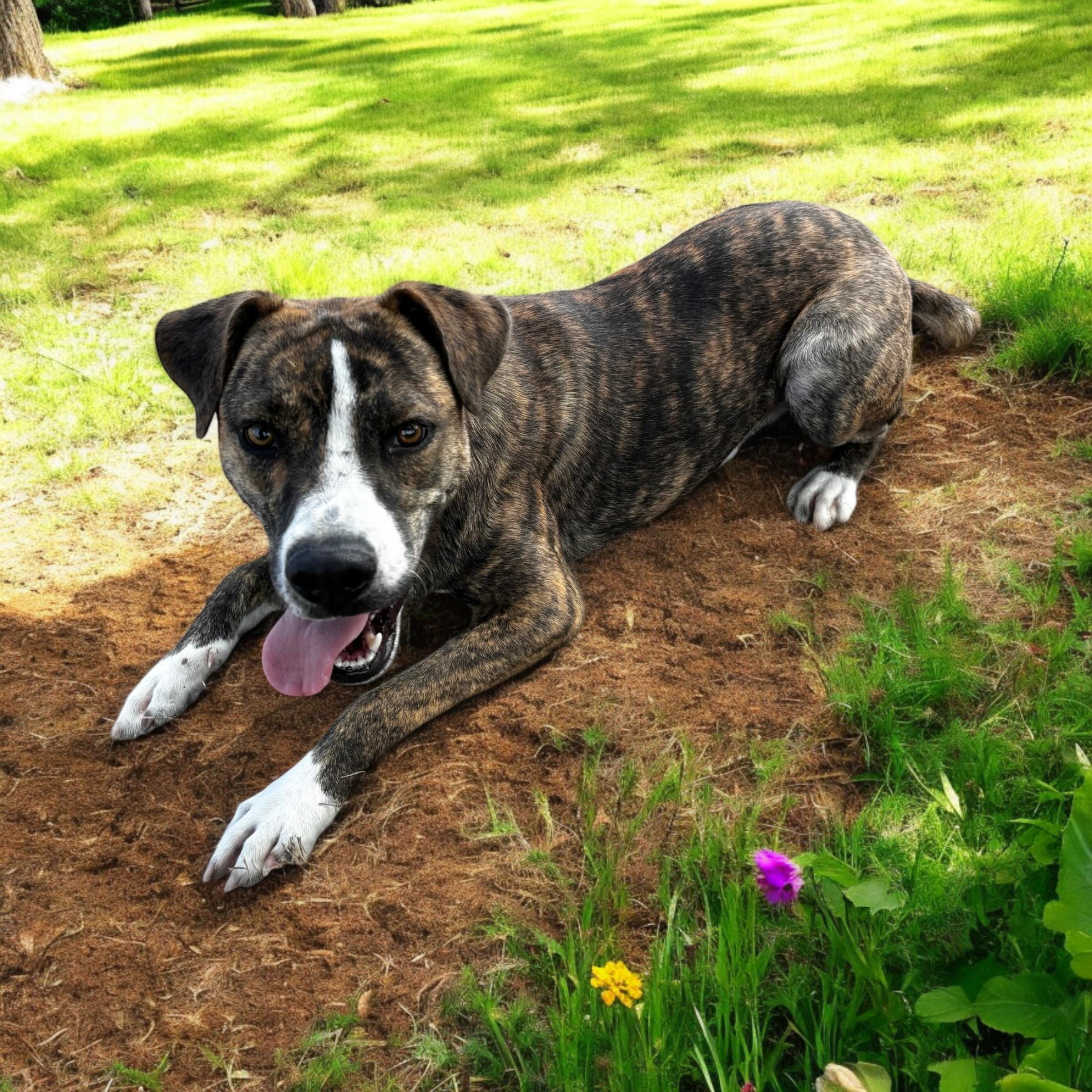 Enlarge Rylee, an adoptable mixed breed in Max Meadows, VA image 4/6