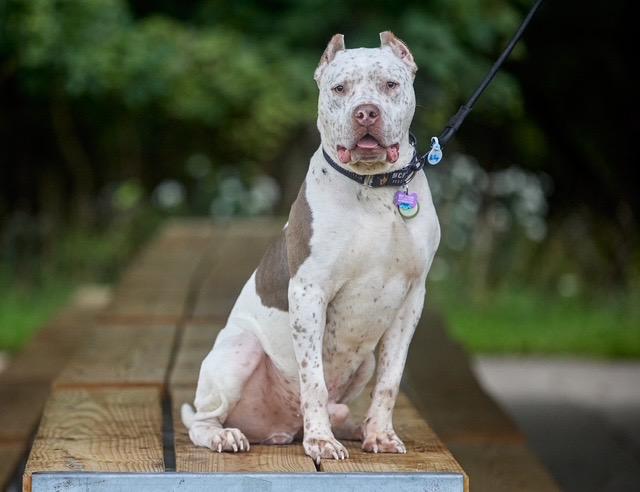 Enlarge Billy, a Adoptable mixed breed in Chicago, IL image 1/6