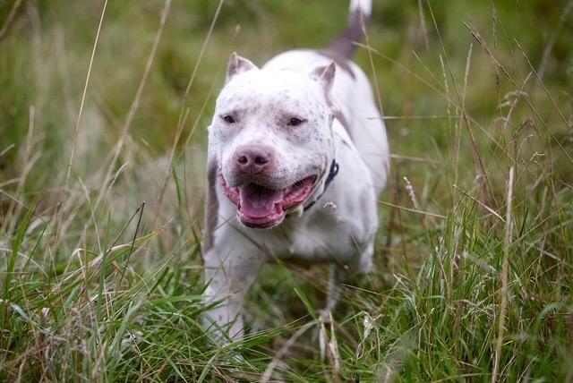 Enlarge Billy, a Adoptable mixed breed in Chicago, IL image 3/6