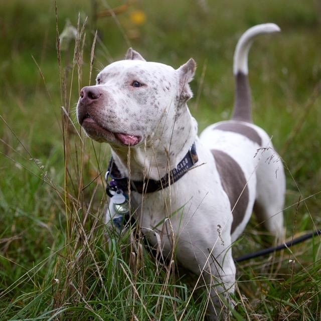 Enlarge Billy, a Adoptable mixed breed in Chicago, IL image 6/6