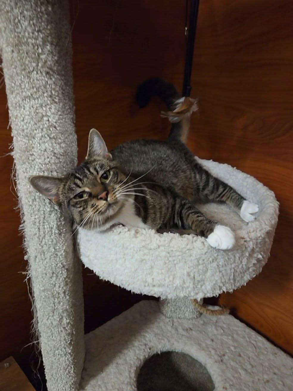 Italia, ADOPTABLE, Young Male Tabby & Domestic Short Hair.