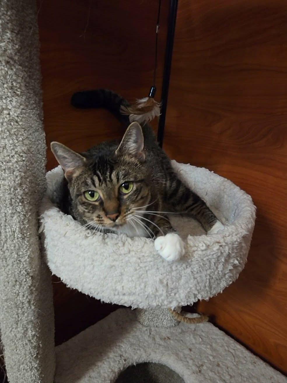 Italia, a ADOPTABLE mixed breed in Gladstone, OR image 2/3