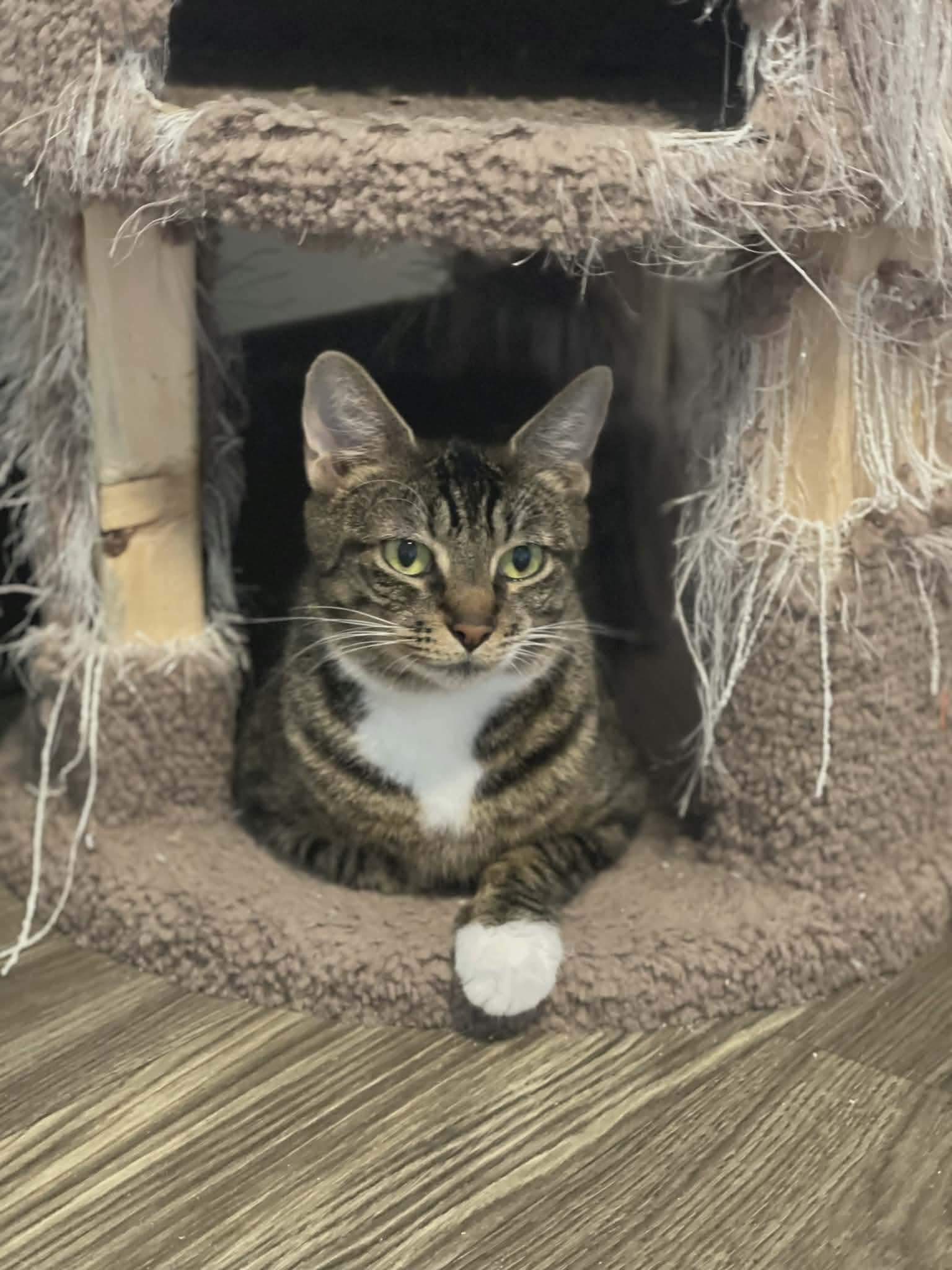 Enlarge Italia, a ADOPTABLE mixed breed in Gladstone, OR image 1/1