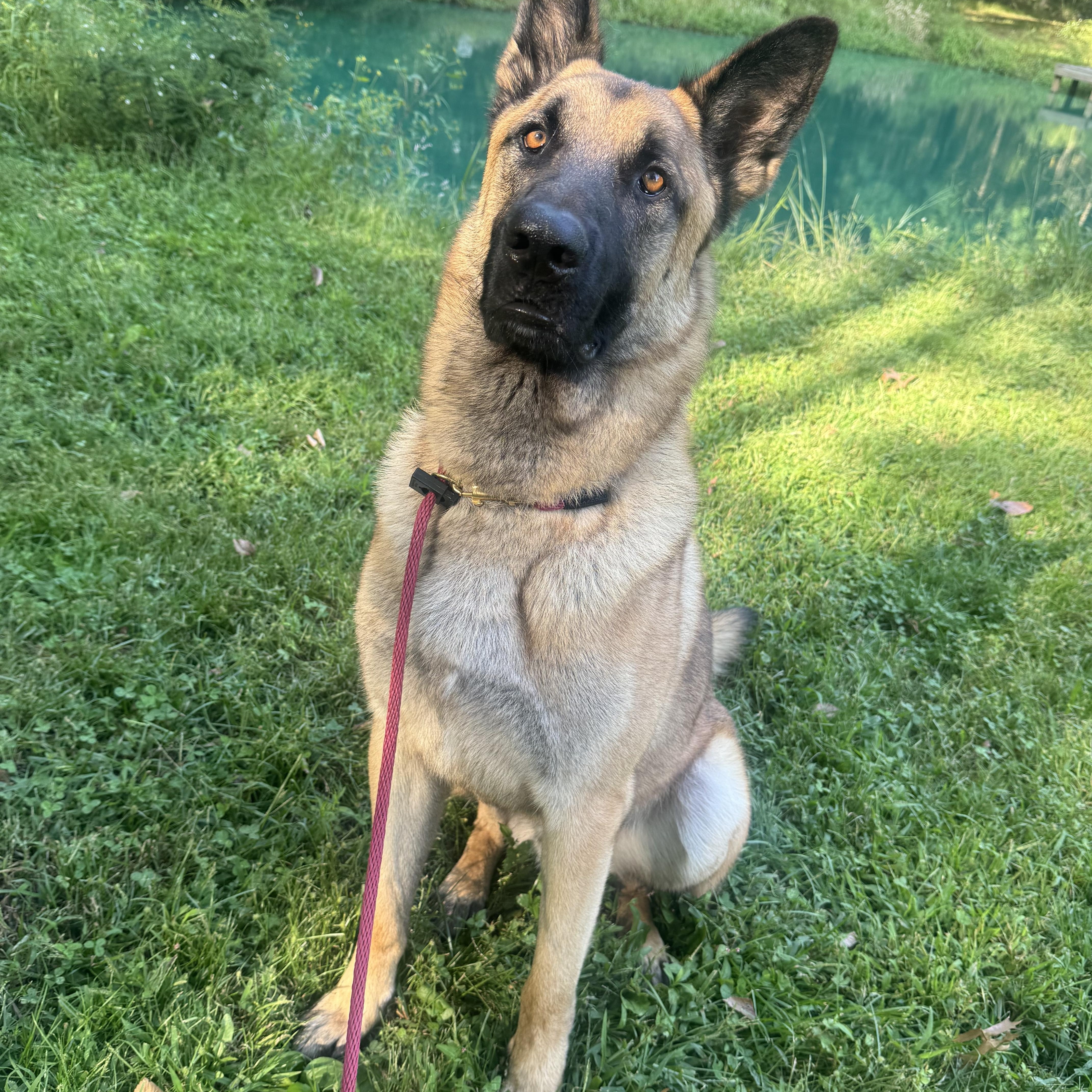 Enlarge Max - COURTESY POST, a Adoptable Belgian Shepherd / Malinois in WILLINGTON, CT image 3/4