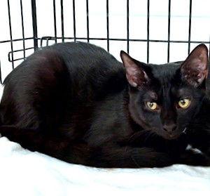 Moku, Adoptable, Kitten Male Domestic Short Hair.