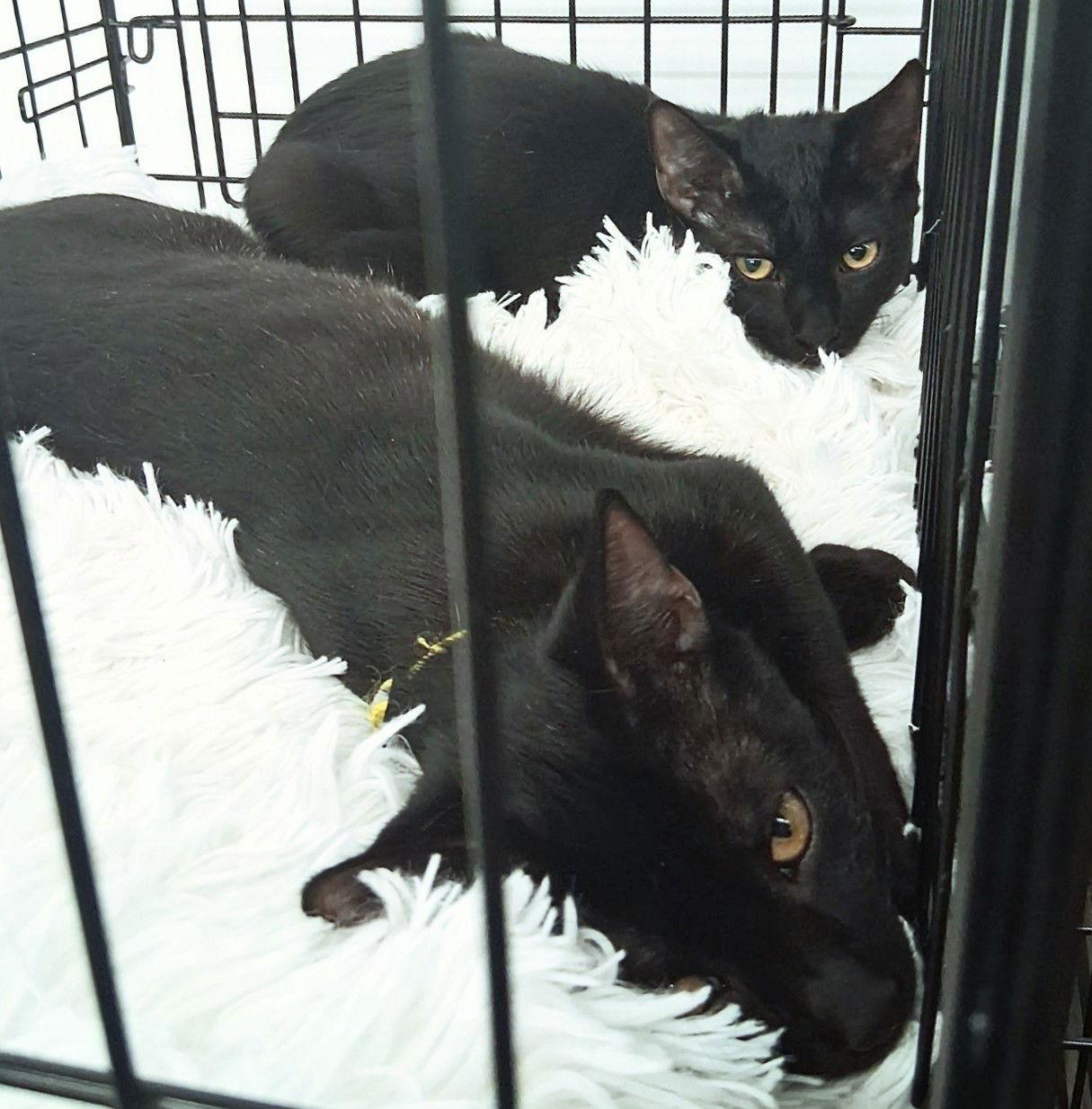 Enlarge Moku, a Adoptable Domestic Short Hair in St. Cloud, FL image 3/3