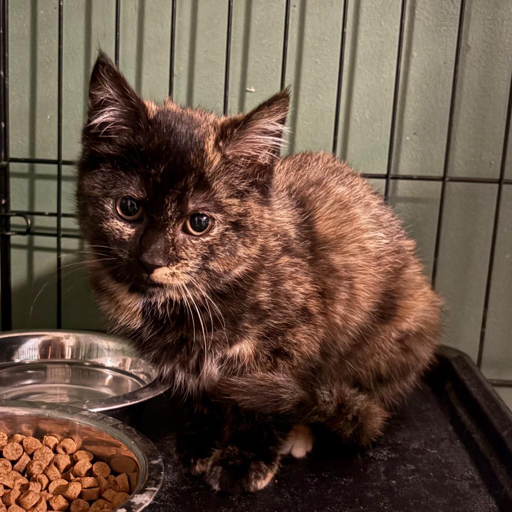 Enlarge Arugula, a Adoptable Domestic Medium Hair in Johnstown, PA image 1/1