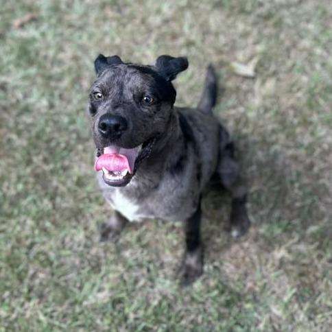 Granite, Adoptable, Young Male Mixed Breed.